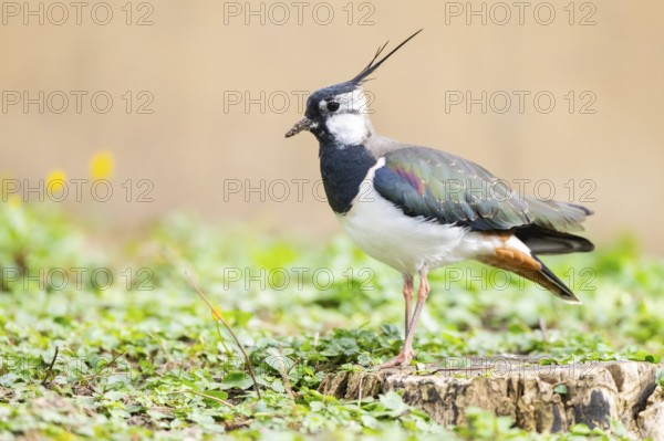 Northern lapwing (Vanellus vanellus) standing on a meadow, Bavaria, Germany, Europe