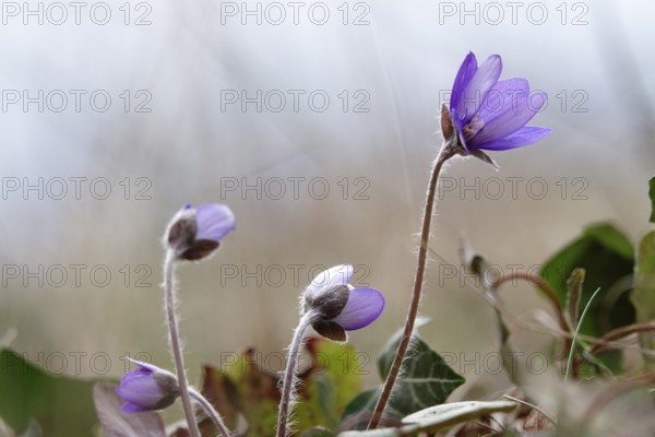 Liverwort (Hepatica nobilis), end of March, Mecklenburg-Western Pomerania, Germany, Europe
