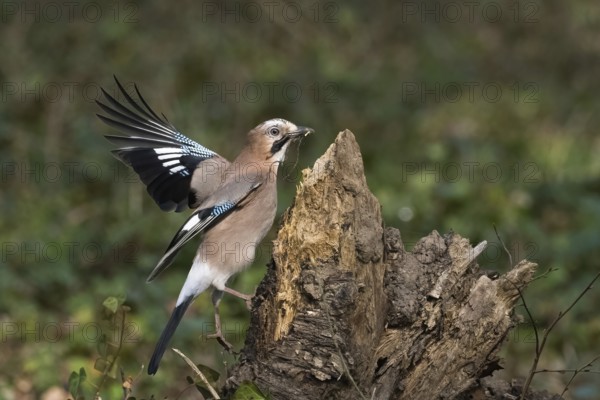 A jay (Garrulus glandarius) with nesting material in its beak lands on a tree stump with its wings spread out in the forest, Hesse, Germany, Europe