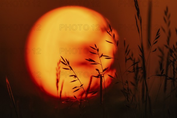 Grasses in front of the setting sun, sunset, Hauke-Haien-Koog, Nordfriesland, Schleswig-Holstein, Germany, Europe