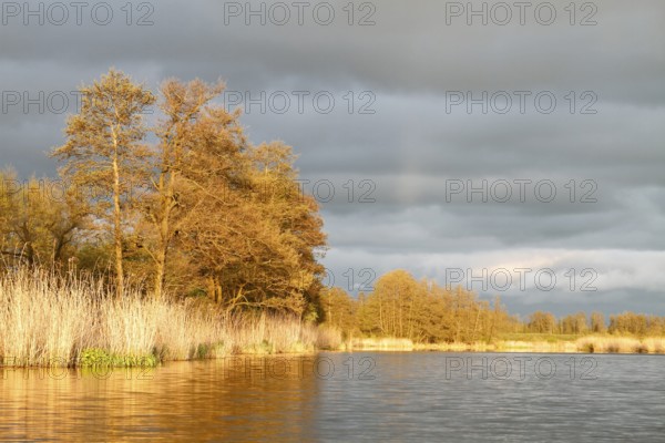 Evening mood on the Peene in spring, alders on the banks of the Peene, dramatic light mood, Naturpark Flusslandschaft Peenetal, Mecklenburg-Vorpommern, Germany, Europe