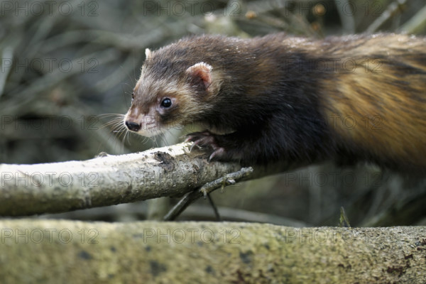 European polecat (Mustela putorius), also known as ferret, running in the undergrowth, captive, Switzerland, Europe