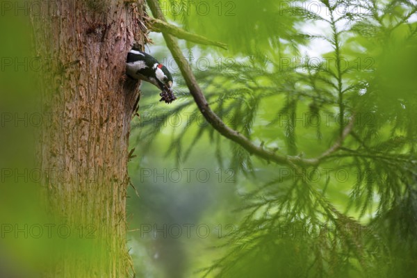 Great spotted woodpecker (Dendrocopos major), male with droppings in his beak shortly in front of leaving the nesting cavity, Bad Homburg, Hesse, Germany, Europe