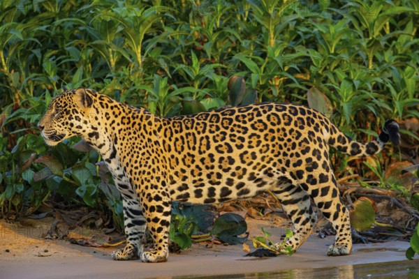 Jaguar (Panthera onca) Pantanal Brazil