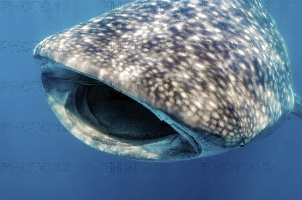 Underwater photo of head of whale shark (Rhincodon typus) harmless plankton eater swims with open mouth through open water blue sea eats plankton, Pacific Ocean, Philippines, Asia