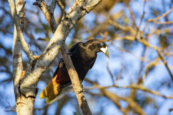 Yellow-rumped cacique (Cacicus cela) Pantanal Brazil