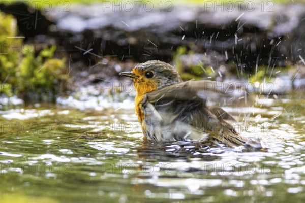 European robin (Erithacus rubecula) bathing Germany