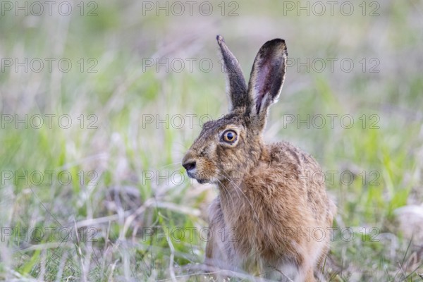 European hare (Lepus europaeus) Germany