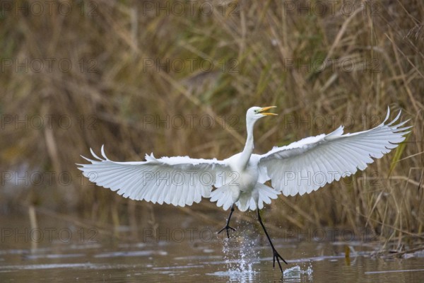 Great White Egret (Egretta alba) Germany
