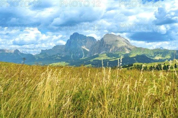 Golden meadow blowing in the wind with the sassolungo and sassopiatto mountains in the background, alpe di siusi, dolomites, italy