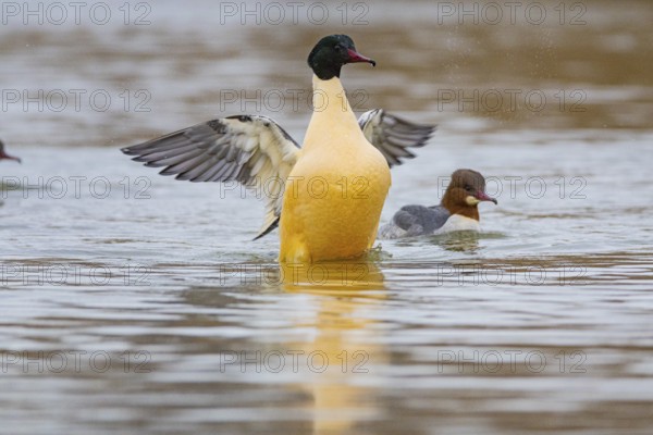 Goosander (Mergus merganser) ml Germany