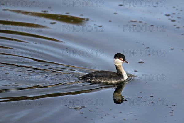 Slavonian Grebe (Podiceps auritus), adult, in adult plumage, winter plumage, swimming in Lake Zug, Switzerland, Europe