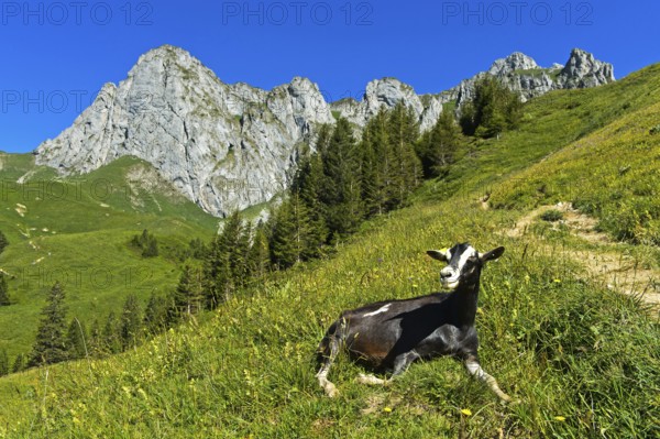 Hornless animal of the Thuringian Forest goat breed lying in the grass on the way to the mountain pass Col de Bise, rock massif Saix de Bise behind, Col de Bise, Chablais, Savoy, France, Europe