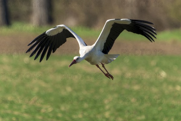 A stork gently approaches the meadow with outstretched wings, white stork (Ciconia ciconia), wildlife, Germany, Europe