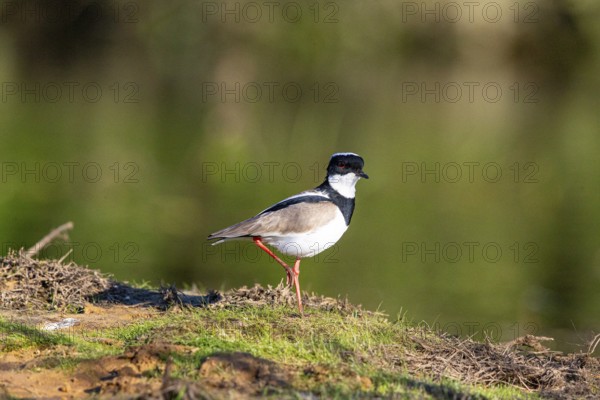 Cayenne plover (Vanellus cayanus) Pantanal Brazil