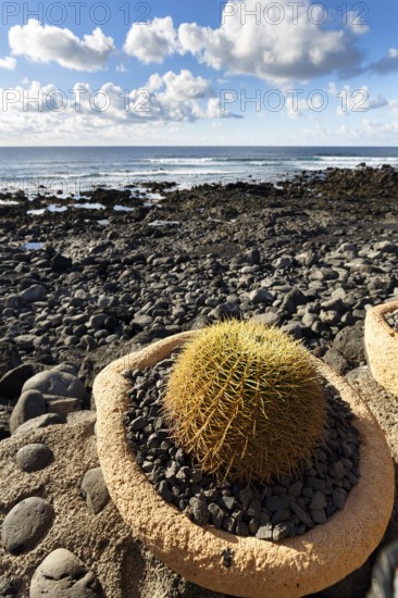 Cactus in a flower pot, rocky west coast, black lava coast, coastline, El Golfo, Yaiza, Lanzarote, Spain, Europe