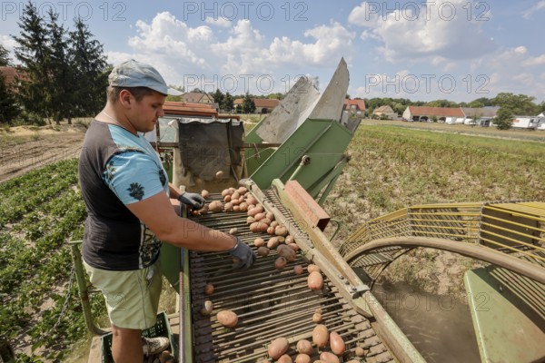 Wittichenau, Oberlausitz, Saxony, Germany - Potato harvest on the family-run farm and vegetable farm Domanja, an employee sorts the potatoes