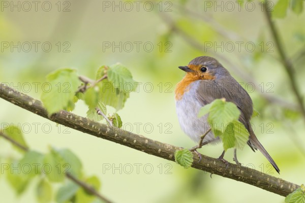 Robin (Erithacus rubecula) on a branch, surrounded by delicate spring leaves, Hesse, Germany, Europe