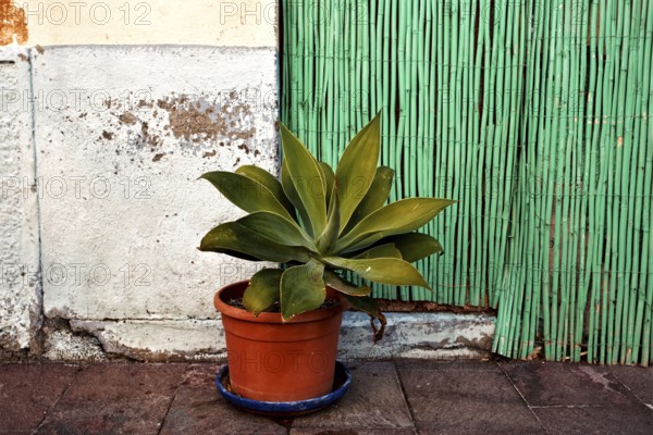 Potted plant in front of a wall with rough plaster and green bamboo sticks, San Sebastian de La Gomera, La Gomera, Canary Islands, Spain, Europe