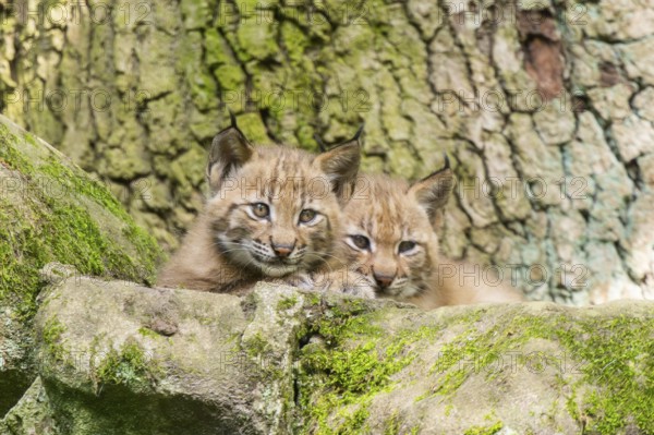 Eurasian lynx (Lynx lynx) cubs (youngster) in a forest, Bavaria, Germany, Europe