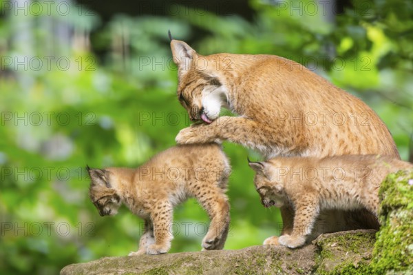 Eurasian lynx (Lynx lynx) mother with her youngsters (cubs) in a forest, Bavaria, Germany, Europe