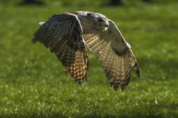 An owl flies close to the ground over a green meadow in daylight, Siberian Eagle Owl (Bubo bubosibiricus), Germany, Europe