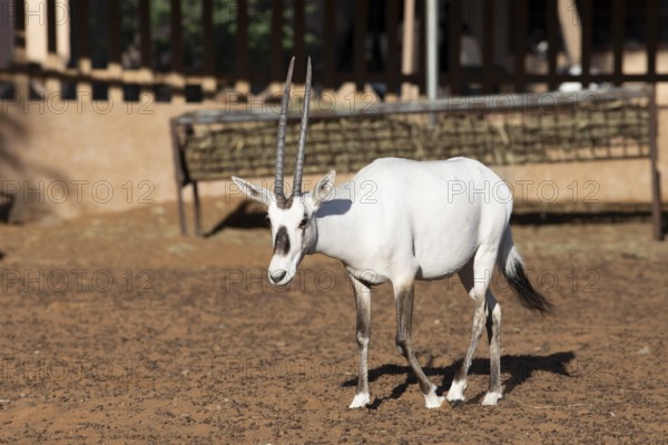 Arabian oryx (Oryx leucoryx) in the Arabian Oryx Camp, Wahiba Sands desert or Rimal Al Wahiba or Sharqiyya Sands, Janub ash-Sharqiyya region, Oman, Asia