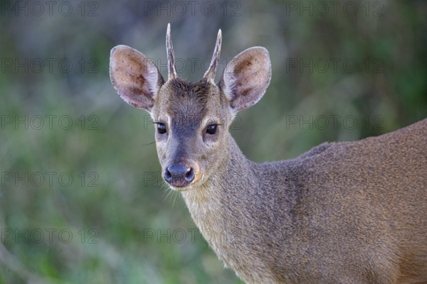 Grossmazama (Mazama americana) Pantanal Brazil