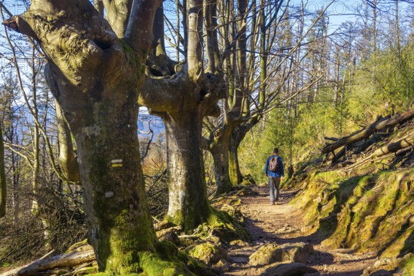 A hiker walking in the beech forest of Monte Adarra in Urnieta. Gipuzkoa, Basque Country