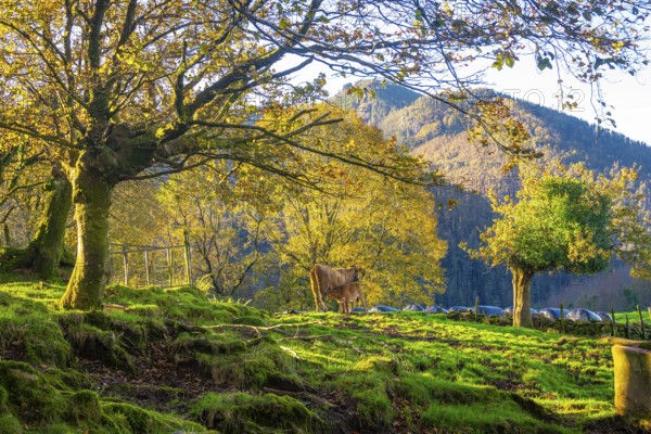 Cow nurses its calf in a vibrant green pasture surrounded by colorful autumn trees and a majestic mountain backdrop