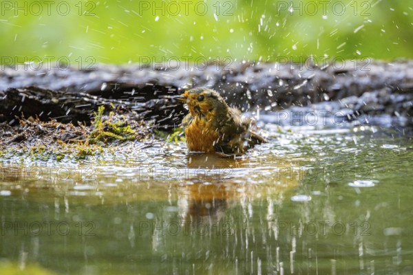 European robin (Erithacus rubecula) bathing Germany