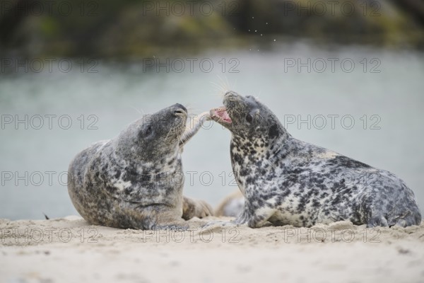 Grey seal (Halichoerus grypus) playing with each other on the beach, Düne, Helgoland, Schleswig-Holstein, Germany, Europe