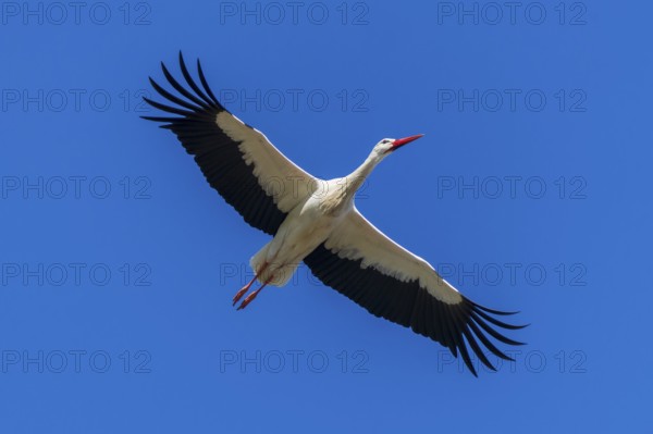 A single stork flies through the blue sky with outstretched wings, White Stork (Ciconia ciconia), wildlife, Germany, Europe