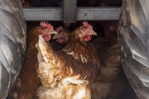 Chickens looking for shelter between tractor tyres, domestic chicken, Rhineland-Palatinate, Germany, Europe