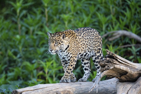 Jaguar (Panthera onca) Pantanal Brazil