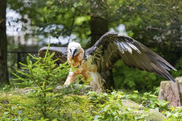 Bearded vulture (Gypaetus barbatus) captive Germany