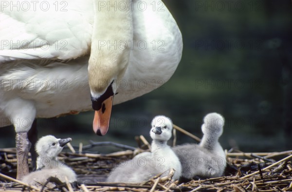 Mute swan. Cygnus olor. swan and new born cygnets stand on the nest. Forest of La Wantzenau. Region of Alsace. France