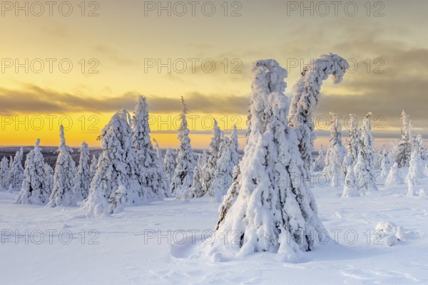 Tykky forest, snow covered spruce trees on the taiga at sunrise in winter, Riisitunturi National Park, Finnish Lapland, Posio, Koillismaa, Finland, Europe