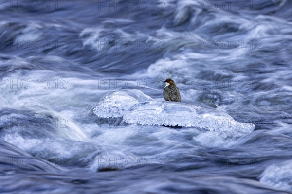 Northern white-throated dipper (Cinclus cinclus cinclus) foraging along frozen stream in winter, Scandinavia