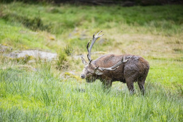 Red deer (Cervus elaphus) Rutting behaviour captive Germany