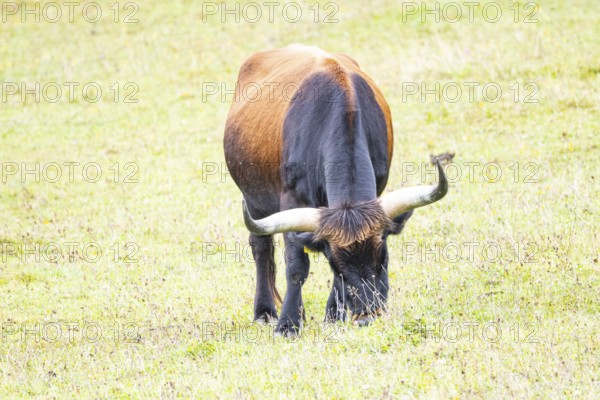 Auerochs (Heck cattle) Germany