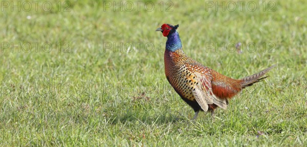 Pheasant, hunting pheasant (Phasianus colchicus), adult male bird in a meadow, wildlife, Lembruch, Ochsen Moor, Dümmer nature park Park, Lower Saxony, Germany, Europe