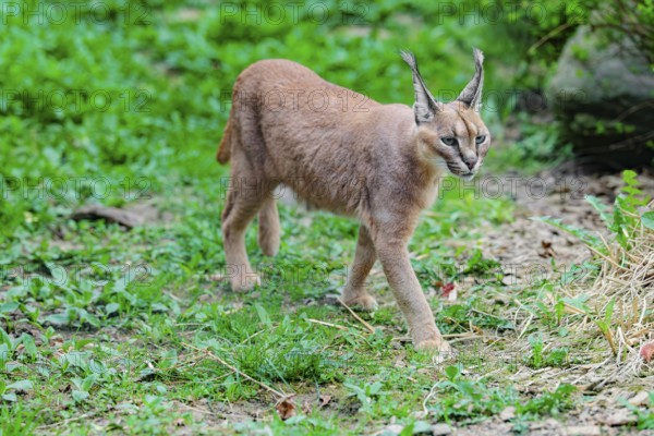 A Caracal (Caracal caracal) runs across a green meadow