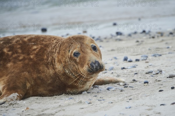 Grey seal (Halichoerus grypus), portrait, on the beach, Düne, Helgoland, Schleswig-Holstein, Germany, Europe