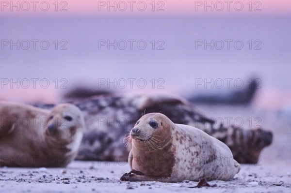 Grey seal (Halichoerus grypus) lying on the beach at sunset, Düne, Helgoland, Schleswig-Holstein, Germany, Europe