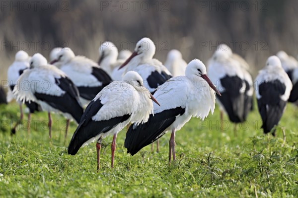 White storks (Ciconia ciconia), large flock standing in a meadow, Flachsee, Canton Aargau, Switzerland, Europe