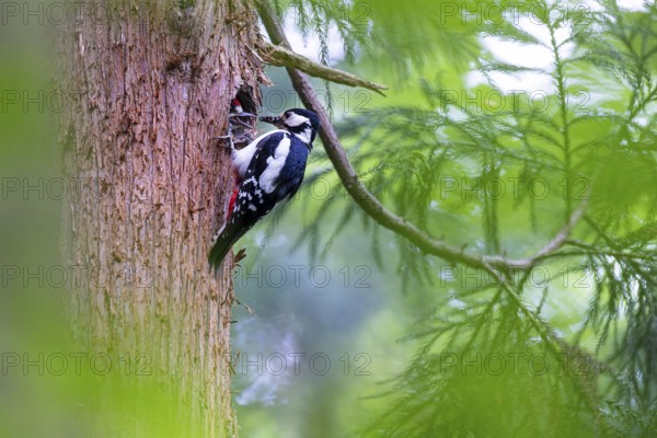 Great spotted woodpecker (Dendrocopos major), female feeds almost fledged young bird in the entrance hole of the breeding cavity, Bad Homburg, Hesse, Germany, Europe