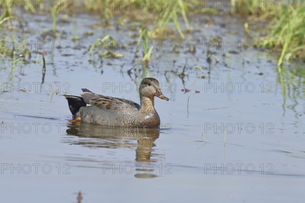 Gadwall (Mareca strepera), male, swimming on bog pond, spring, wildlife, Hüde, Ochsenmoor, Dümmer See, Hüde, Lower Saxony, Germany, Europe