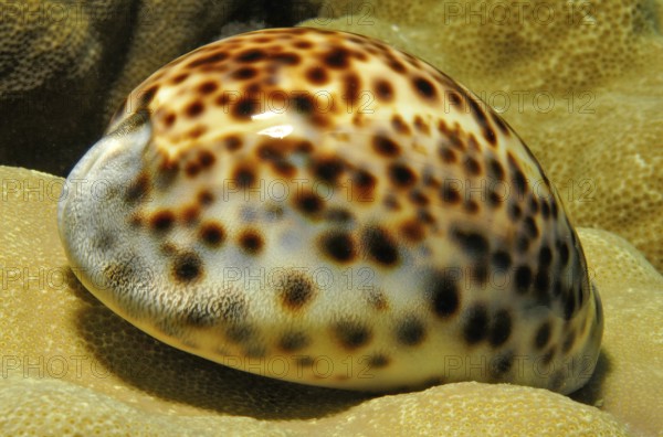 Shell of tiger cowrie (Cypraea tigris) Kauri on coral block of small polyp stony coral (Acropora), Pacific Ocean, Yap Island, Yap State, Caroline Islands, Federated States of Micronesia FSM, Australia, Oceania