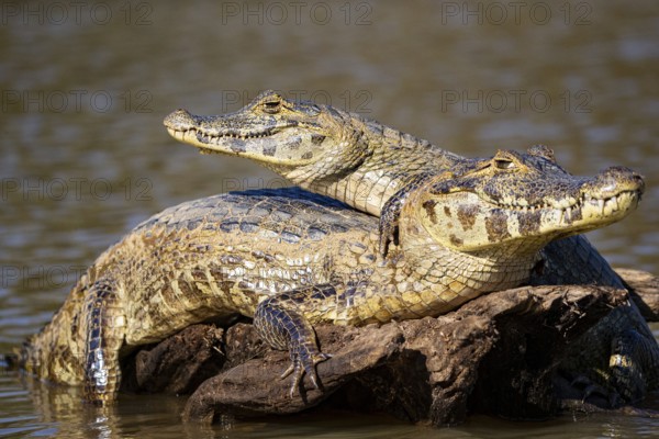 Spectacled caiman (Caiman crocodilius) Panatanal Brazil